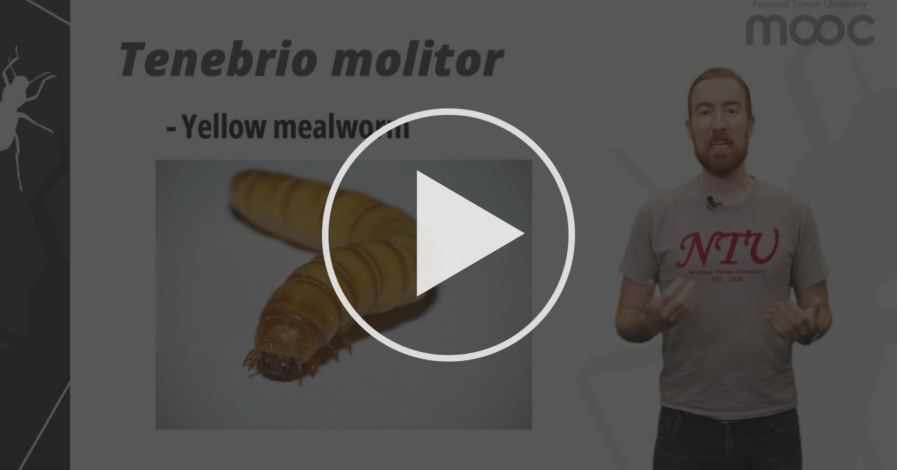 56 Farming mealworms Insect Farming Coursera