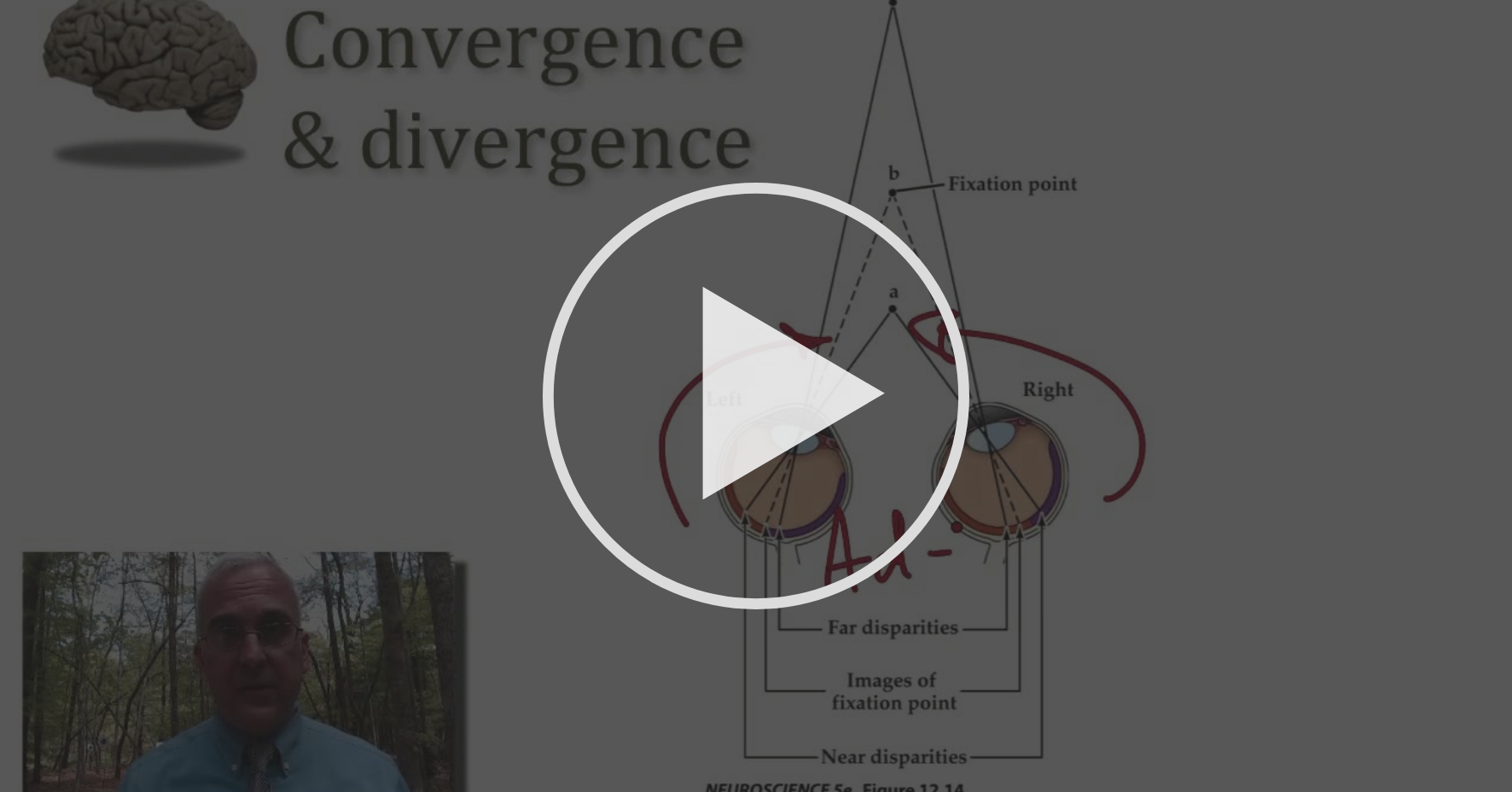 Disconjugate Eye Movements and Eye Movement Physiology - Movement and