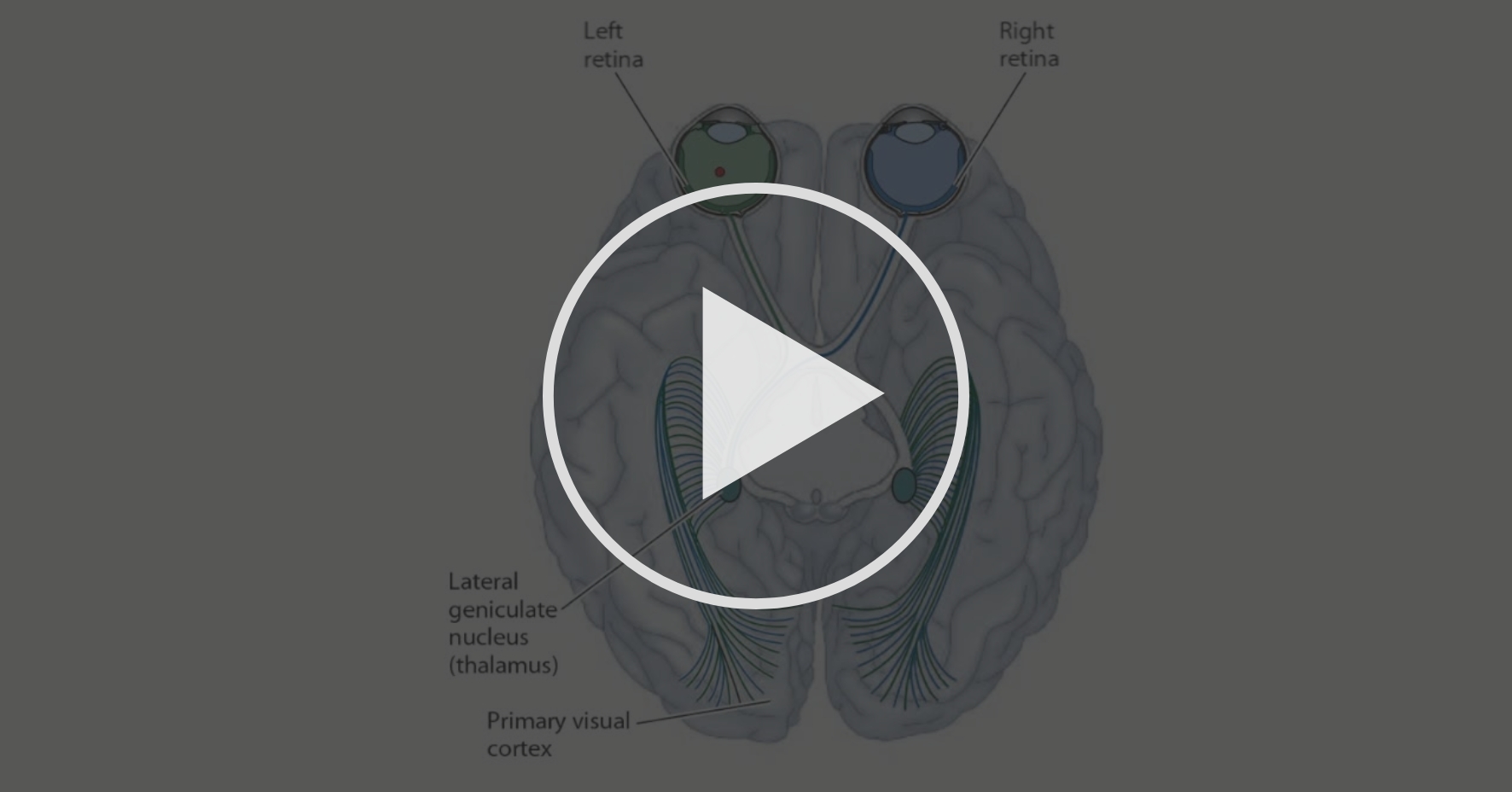 Binocular Fusion (part 1) Seeing Space Coursera