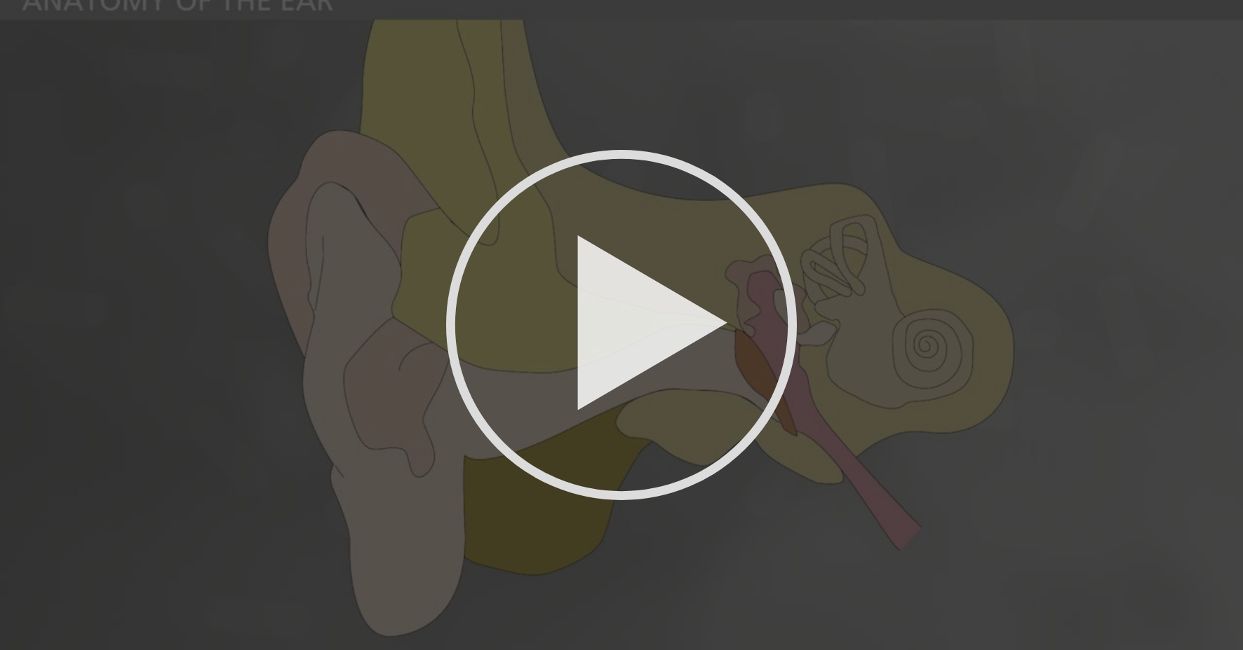 Bacteria And Chronic Infections Coursera