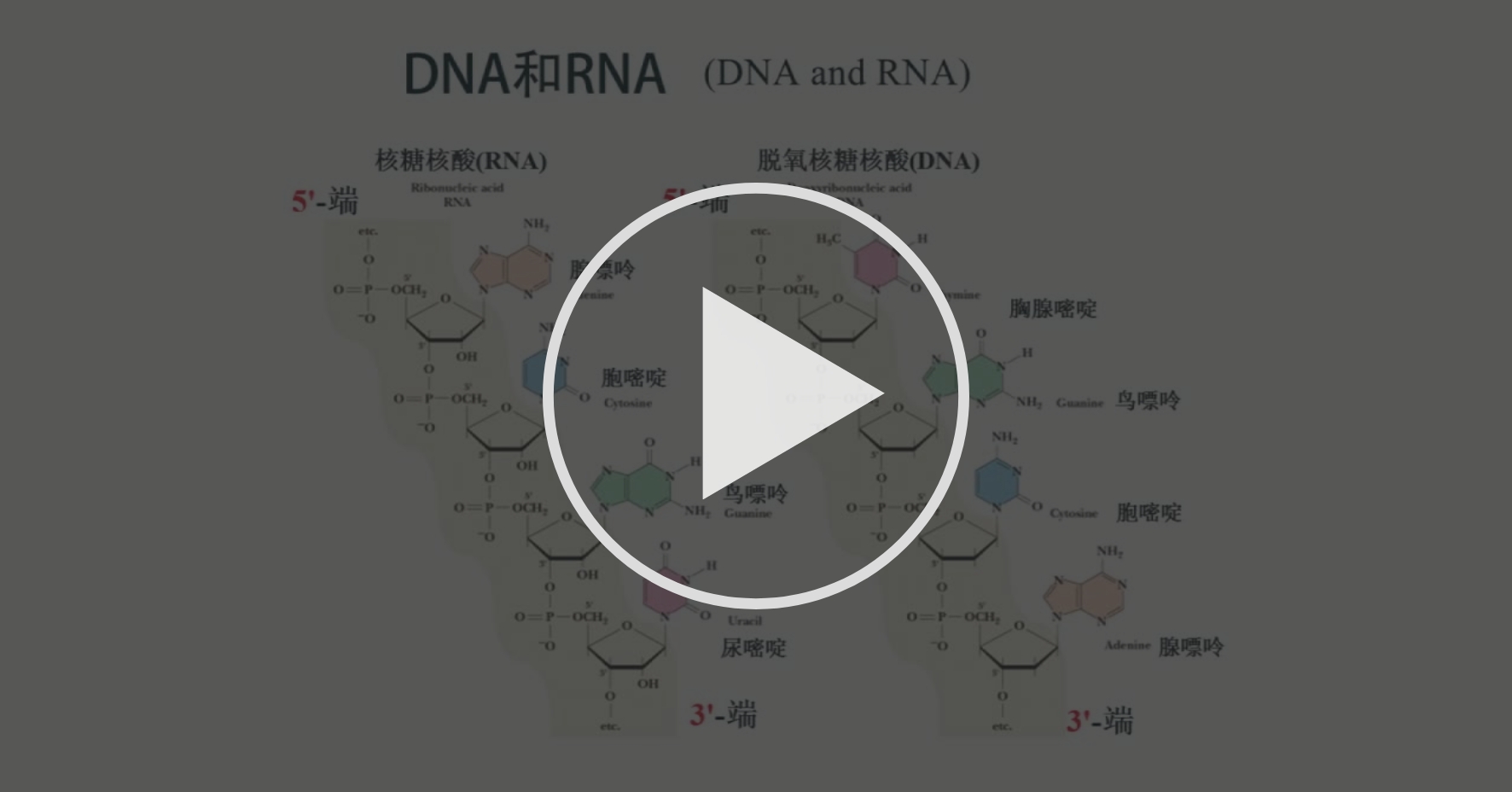 核酸 Nucleic Acids 第二章核酸的结构与功能 Chapter 2 Structure And Function Of Nucleic Acids Coursera