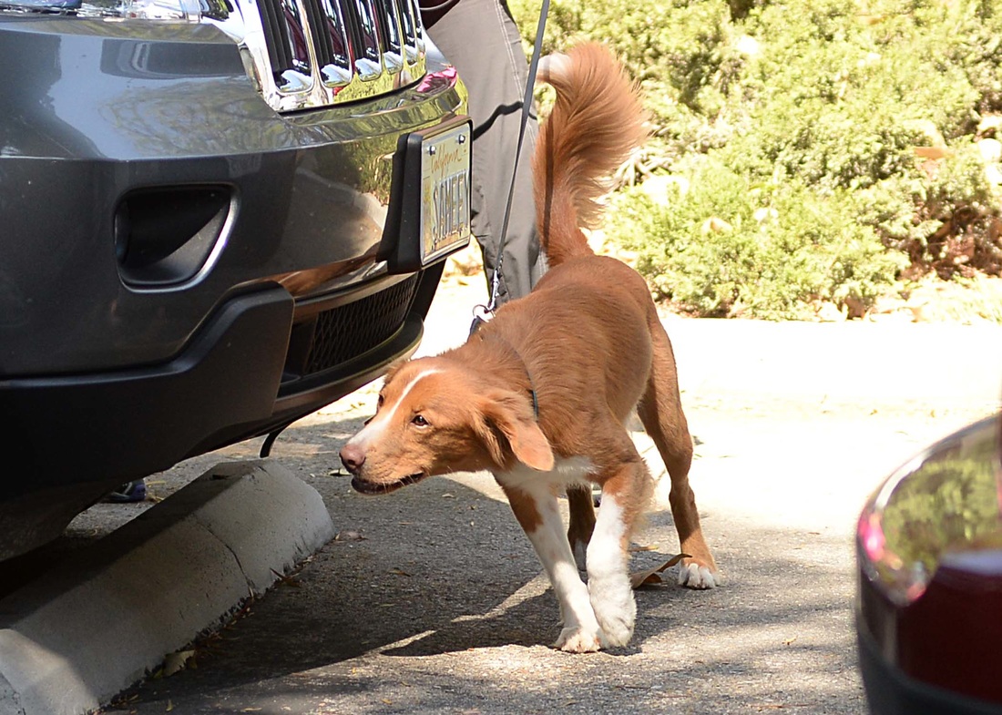 S03 Scent Work - Advanced Training | Santa Clara Dog Training Club