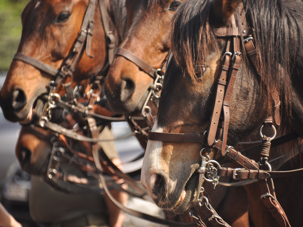 Mounted Tactics | Laramie County Community College
