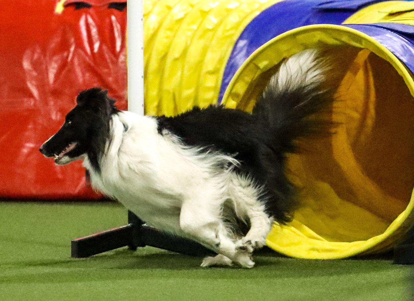 255-565 - AGILITY - MASTERS/PREMIER LEVEL | Ann Arbor Dog Training Club
