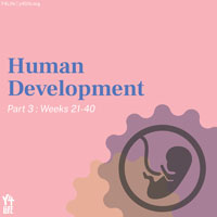 Human Development | Part 3: Weeks 21-40 - A Y4Life Infographic Booklet