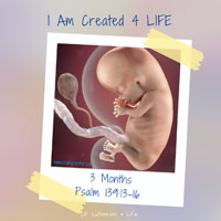 Lil’ Lutherans 4 Life – I Am Created 4 Life – 3 Months