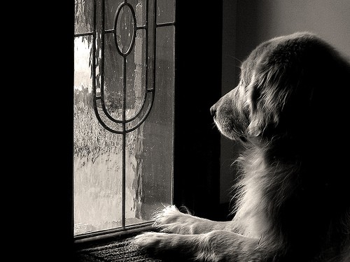 Faithful Dog