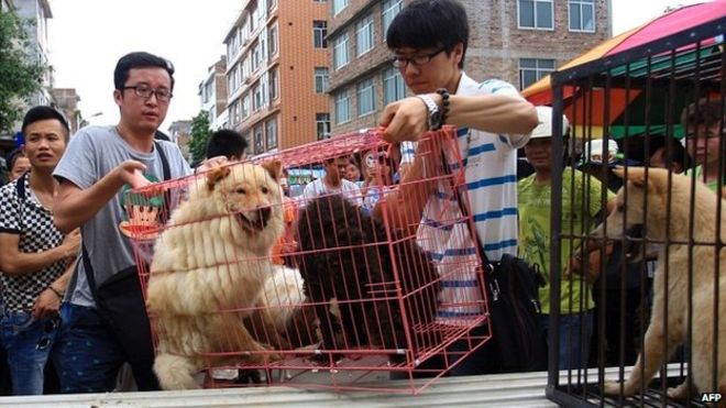 Stop the Dog Meat Festival