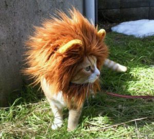 Halloween Pets: Never Not Adorable