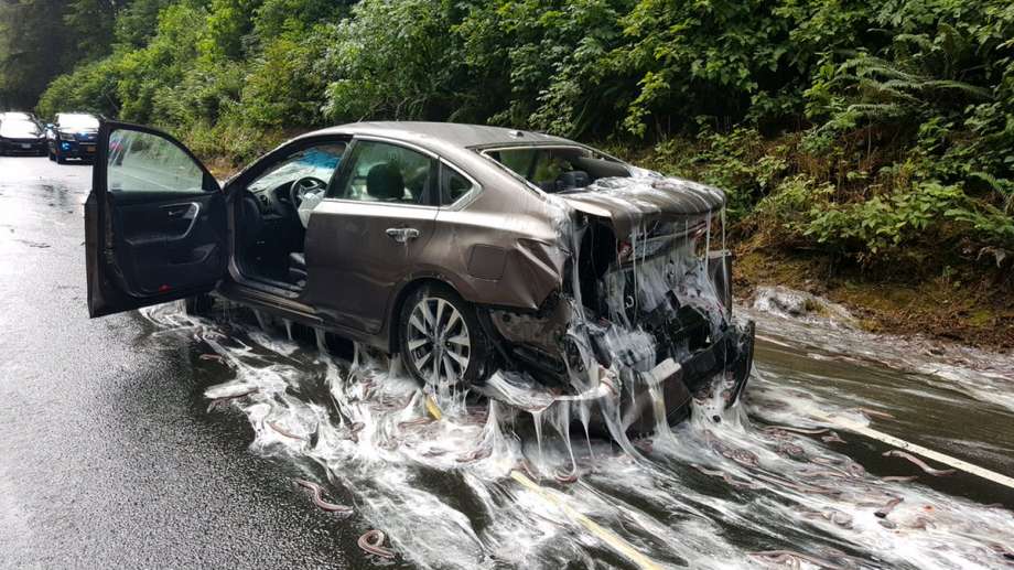 ‘Snot Snakes’ Create Goopy Traffic Mess in Oregon