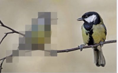 Tumblr, Censorship, SESTA/FOSTA, and other nonsense