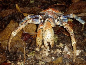 coconut-crab-1