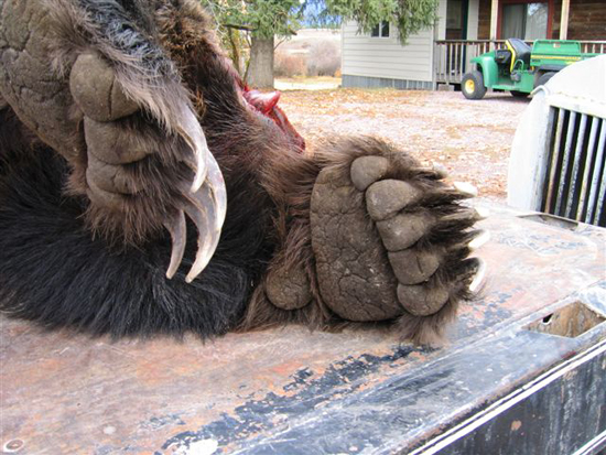 grizzly-bear-killed-by-motorcycle-2 grizzly-bear-killed-by-motorcycle-2