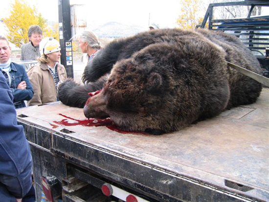 grizzly-bear-killed-by-motorcycle-3 grizzly-bear-killed-by-motorcycle-3