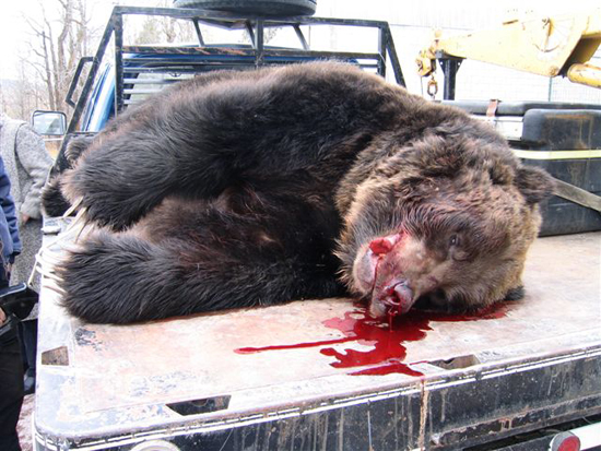 grizzly-bear-killed-by-motorcycle-4 grizzly-bear-killed-by-motorcycle-4