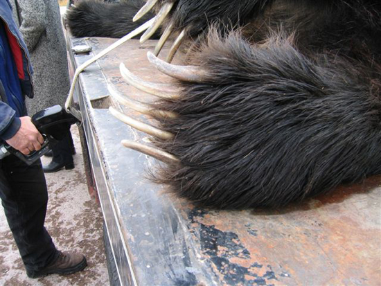 grizzly-bear-killed-by-motorcycle-5 grizzly-bear-killed-by-motorcycle-5