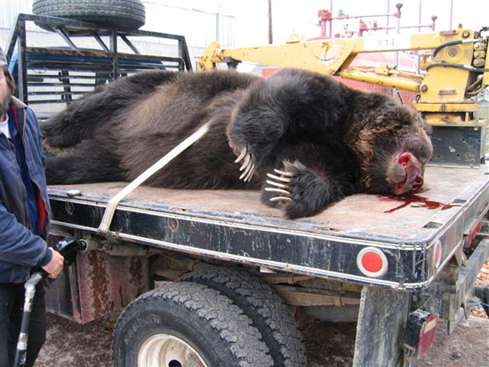grizzly-bear-killed-by-motorcycle-6 grizzly-bear-killed-by-motorcycle-6