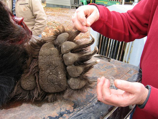 grizzly-bear-killed-by-motorcycle grizzly-bear-killed-by-motorcycle