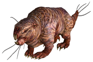 mole rat