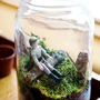 star wars terrarium