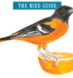 Seasonal Treats: A Bird-Feeding Recipe