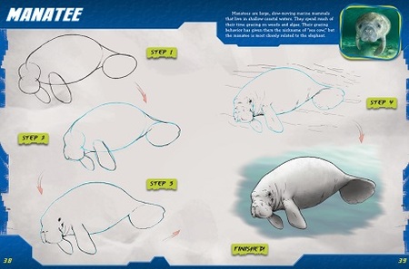 How to Draw a Manatee