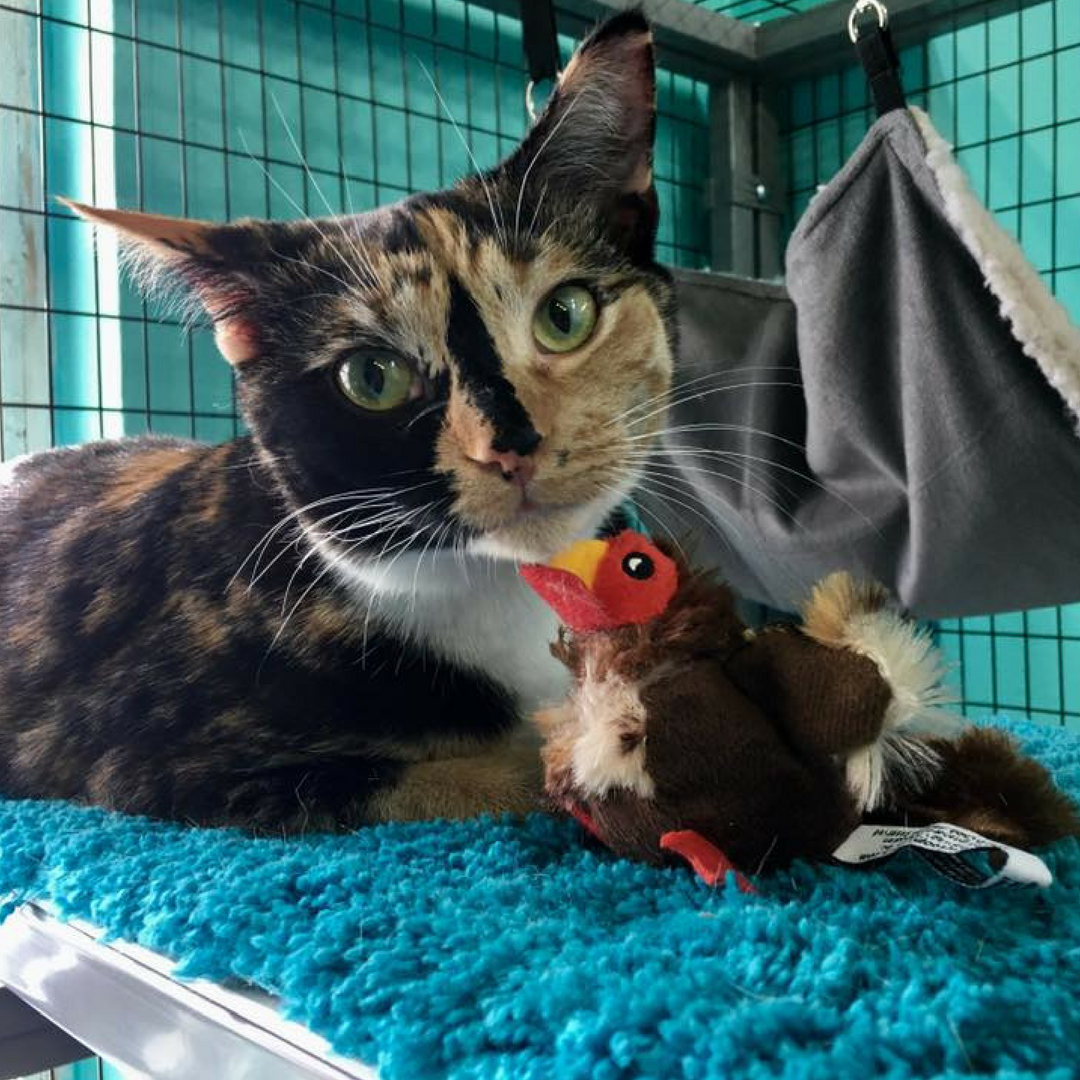 "Purrkey" Catnip Turkey Toy