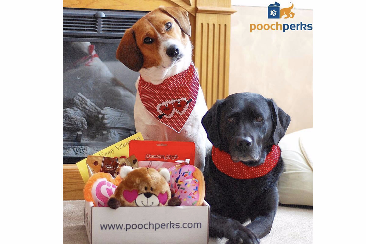 The Ultimate List of Dog Subscription Boxes 2020