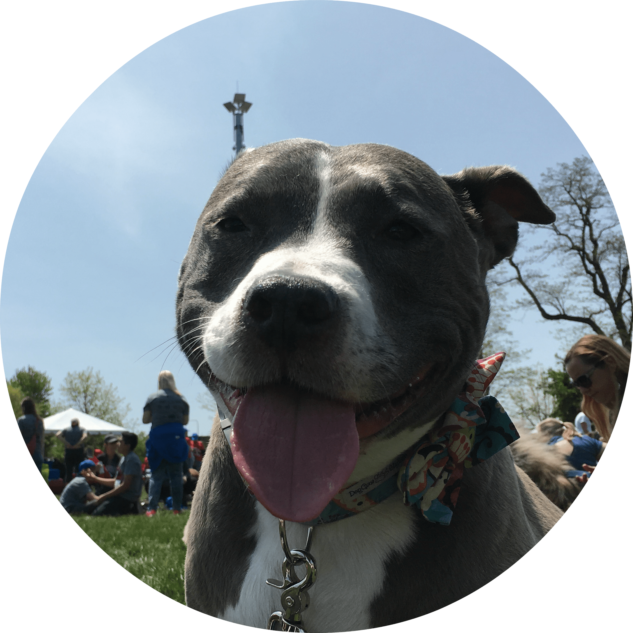 Pet Box Product Procurement