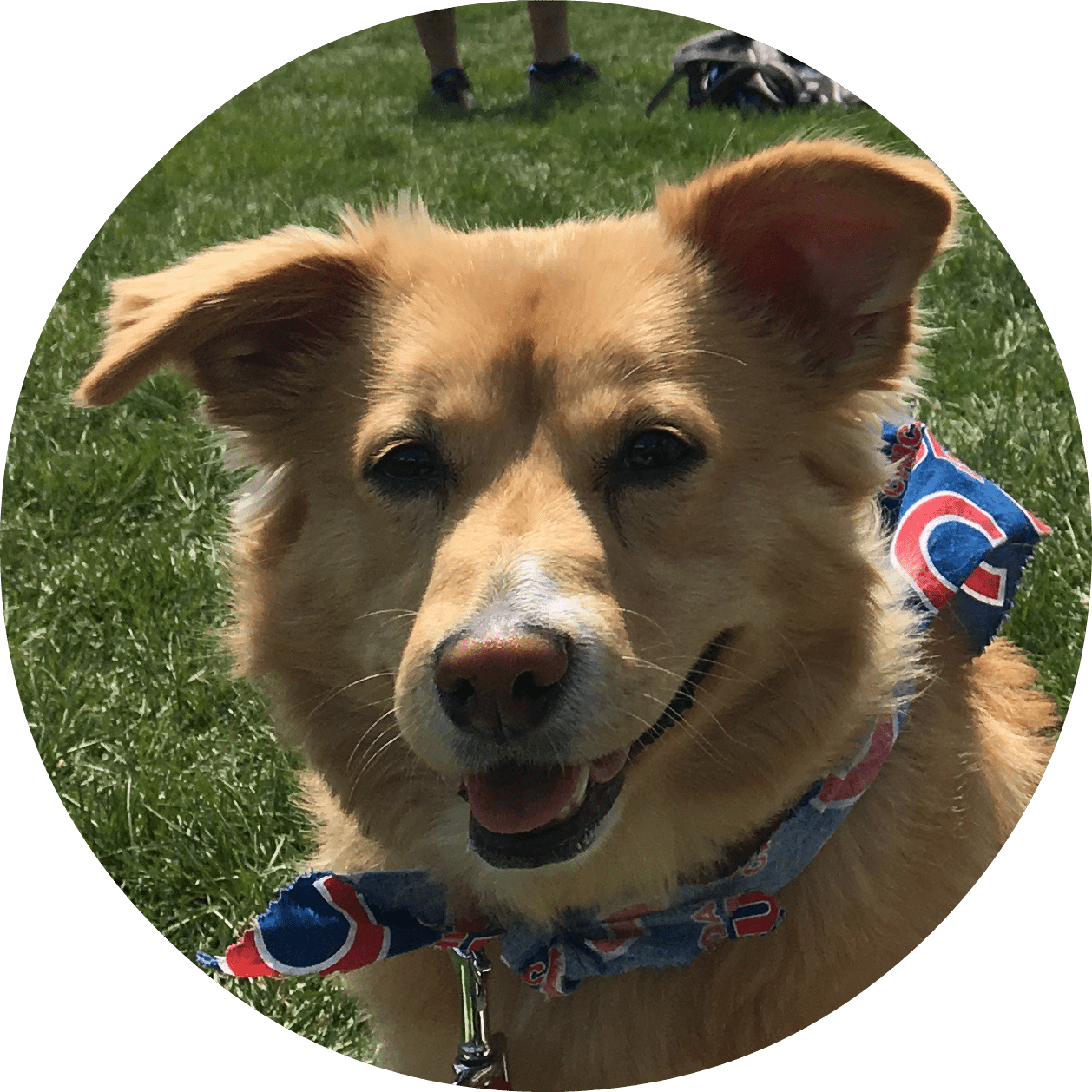 Pet Box Quality Assurance