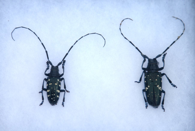 Image asain-long-horned-beetle.jpg for Asian Longhorned Beetle Asian Longhorned Beetle.