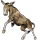 Âne Baudet du Poitou Marron foncé