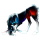 Poney licorne Poney de Selle Belge Palomino
