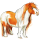 Cheval de selle Anglo-Arabe Aubère