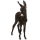 Donkey Poitou Donkey Black