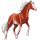 Cavalo de passeio Paint Horse Tobiano castanho escuro