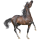 Cheval de selle Arabe Gris Clair