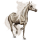 Reitpferd Araber Hellgrau