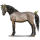 Cheval de selle Curly Alezan
