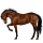 Caballo de montar KWPN Bayo