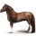 Pony Neufundland Pony Dunkelbrauner
