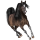 Riding Horse Standardbred Bay