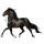 Caballo de montar Criollo argentino Negro