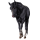 Riding Horse Thoroughbred Dapple Gray