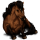 Cavallo da corsa Knabstrupper Leopard rossastro