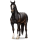 Cheval de selle Nokota Pie Overo Bai