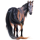 Einhorn-Reitpferd Berber Apfelschimmel