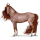 Riding Horse Thoroughbred Dark Bay