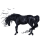 Koń wierzchowy Mustang Kara