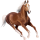 Jezdecký kůň Anglický plnokrevník Hnědák